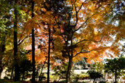 最勝寺の紅葉