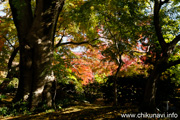 最勝寺の紅葉