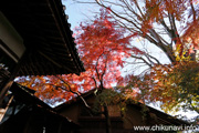 最勝寺の紅葉