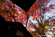 最勝寺の紅葉