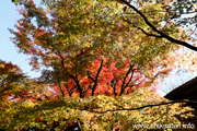 最勝寺の紅葉