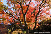 最勝寺の紅葉