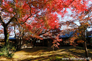 最勝寺の紅葉