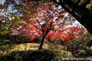 最勝寺の紅葉