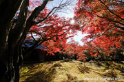 最勝寺の紅葉