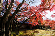 最勝寺の紅葉