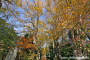 最勝寺の紅葉