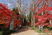 最勝寺の紅葉