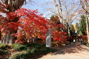 最勝寺の紅葉