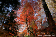 最勝寺の紅葉