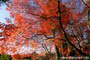 最勝寺の紅葉