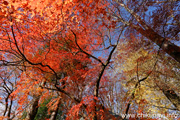 最勝寺の紅葉