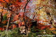 最勝寺の紅葉