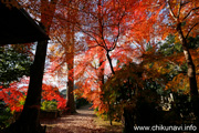 最勝寺の紅葉