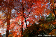 最勝寺の紅葉