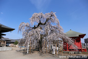 延命寺のしだれ桜