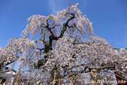 延命寺のしだれ桜