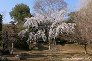 観音寺 (中館) のしだれ桜