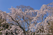 観音寺 (中館) のしだれ桜