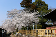 観音寺 (中館) のさくら