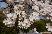 観音寺 (中館) のさくら